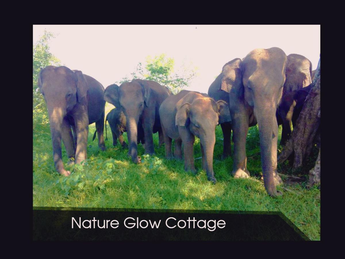 Nature Glow Cottage Udawalawe Eksteriør billede